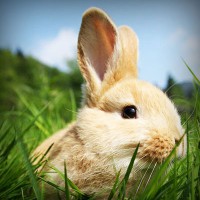 /album/minimundos-minimoedas-gratis-/photolia-a03-jpg/